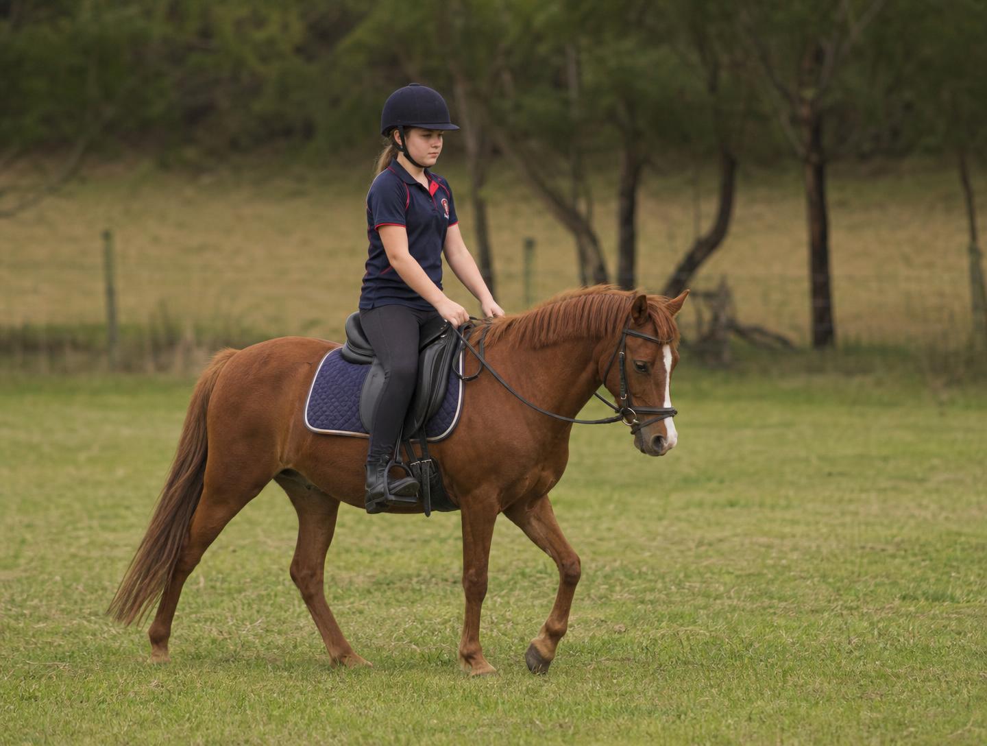 Young rider walking a chestnut pony across a grass paddock